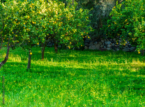 Fototapeta Naklejka Na Ścianę i Meble -  beautiful green and yellow shiny lemon garden with trees and amasing flowers and grass