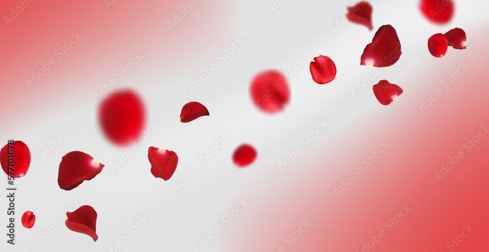 Flying Red rose petals on pink background. Falling realistic red flower petals. Valentines day background. Vector illustration