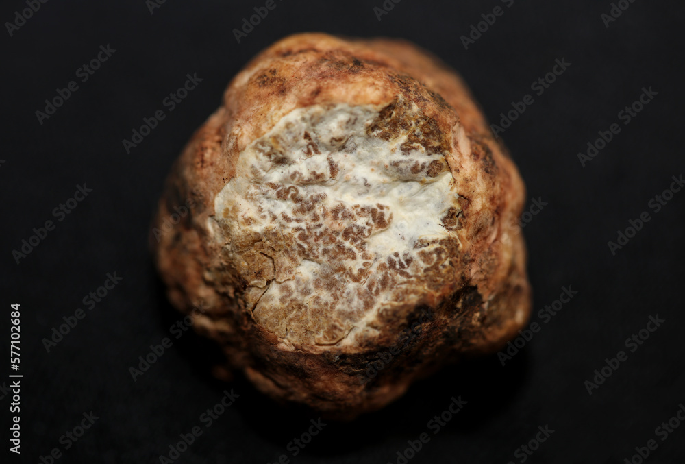 White truffle mushroom close up background botanical prints tuber magnatum family tuberaceae big size high quality picture White truffle mushroom close up background botanical prints tuber magnatum family tuberaceae big size high quality picture
