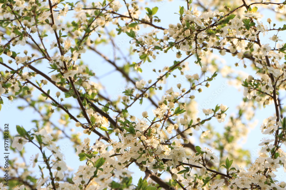 Blured picture. Out of focus. White flowers on an apple tree. Selective focus. Copy space Blured picture. Out of focus. White flowers on an apple tree. Selective focus. Copy space