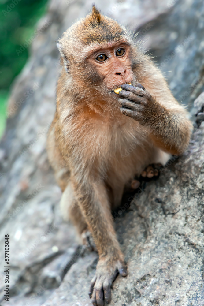 Portrait wild long tailed Macaque eating bananas sitting in Khao Takiab Monkey Mountain, Thailand. The mountain is about 6km south of Hua Hin. 