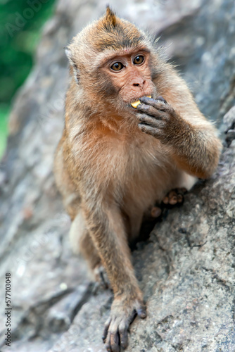 Portrait wild long tailed Macaque eating bananas sitting in Khao Takiab Monkey Mountain, Thailand. The mountain is about 6km south of Hua Hin.  photo