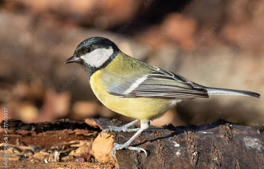 Obraz premium Great tit, Parus major. A bird sits on the trunk of a fallen tree
