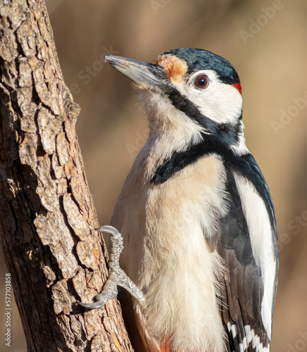 Great spotted woodpecker, Dendrocopos major. The male bird sits on the trunk of a young tree