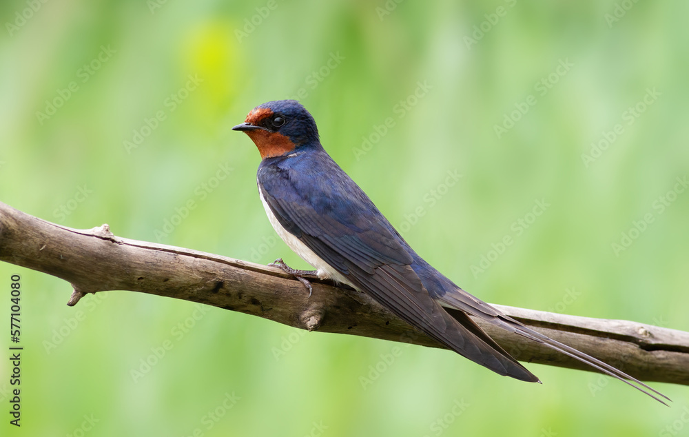 Barn swallow, Hirundo rustica. In the early morning a bird sits on a dry branch Barn swallow, Hirundo rustica. In the early morning a bird sits on a dry branch
