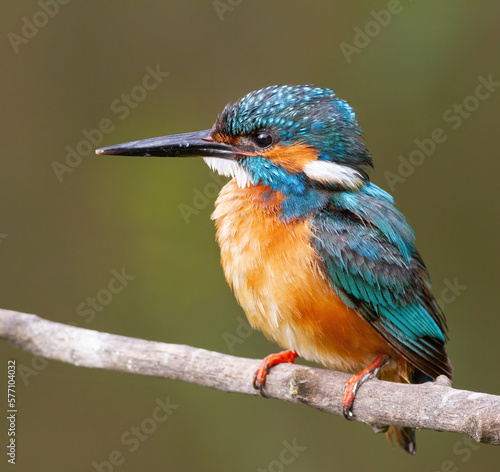 Common kingfisher, Alcedo atthis. Early morning male sitting on a branch, close-up of the bird