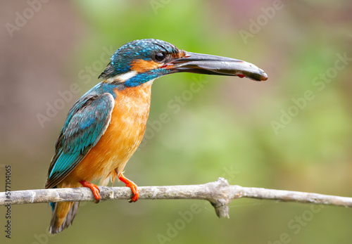 Common kingfisher, Alcedo atthis. The male bird caught a fish and brought it to the nest