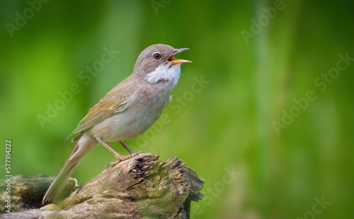 Common Whitethroat, Sylvia communis. A bird sings while sitting on a snag