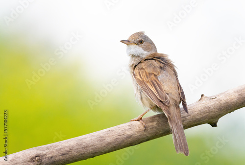 Common Whitethroat, Sylvia communis. A bird sits on a branch and looks away