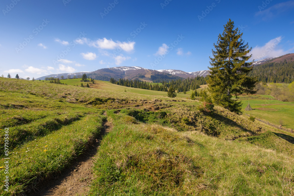 Fototapeta premium mountainous scenery in spring with grassy hills and fields. beautiful rural landscape in morning light