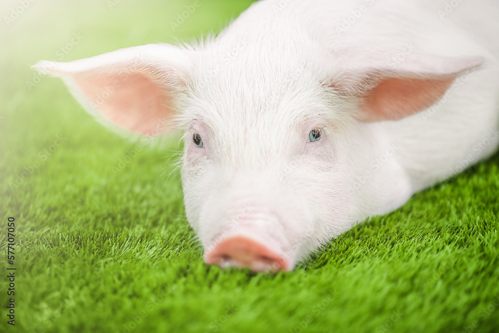 Cute young pig is lying on the green grass. Cute young pig is lying on the green grass.