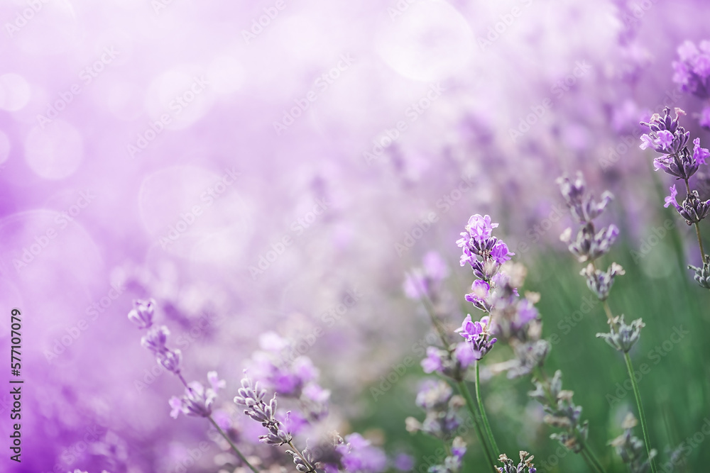 Naklejka premium Beautiful lavender in the rays of light, a fairy tale landscape
