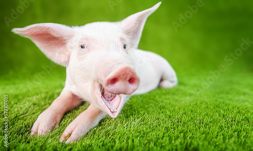 Funny young pig with a smile standing on the green grass.