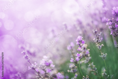 Beautiful lavender in the rays of light, a fairy tale landscape