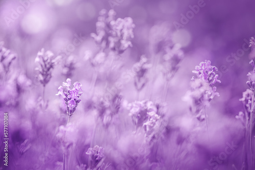 Selective focus on purple lavender flowers on violet background.