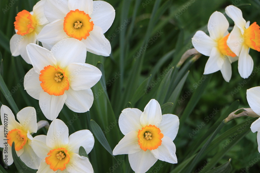 Fototapeta premium White flowers of daffodils in the garden closeup. Green background. Selective focus. Out of focus. Сopy space
