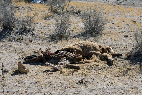 Cow Carcass in the Colorado Desert