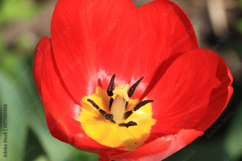 Red tulip flower in the garden close up. Green blurred background. Selective focus. Out of focus. Copy space Red tulip flower in the garden close up. Green blurred background. Selective focus. Out of focus. Copy space