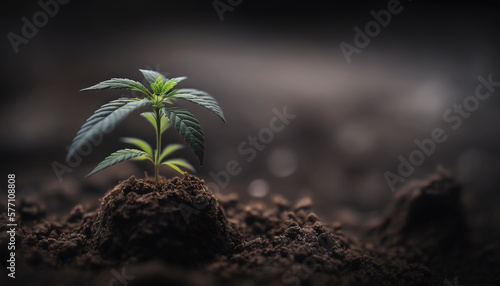 Cannabis Seedling Soil. Generative AI