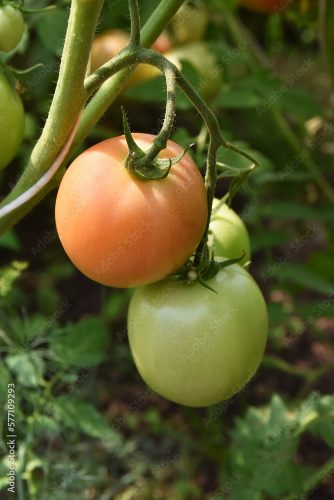 Ripening tomatoes