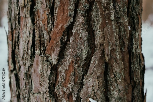 Textured plant bark of a pine tree with weathered texture and detailed crevices and rough surface