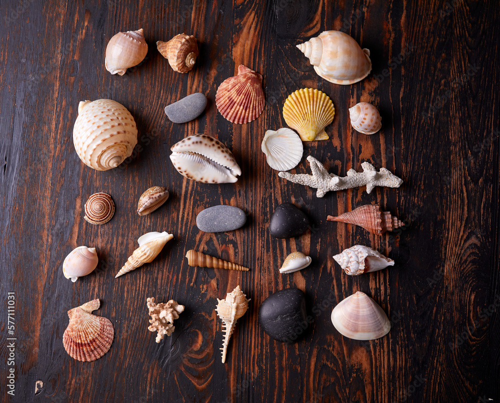 shells on the wooden background shells on the wooden background
