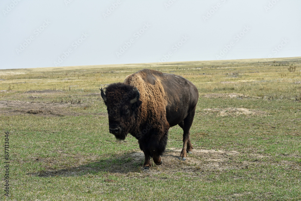 american buffalo in the field south dakota