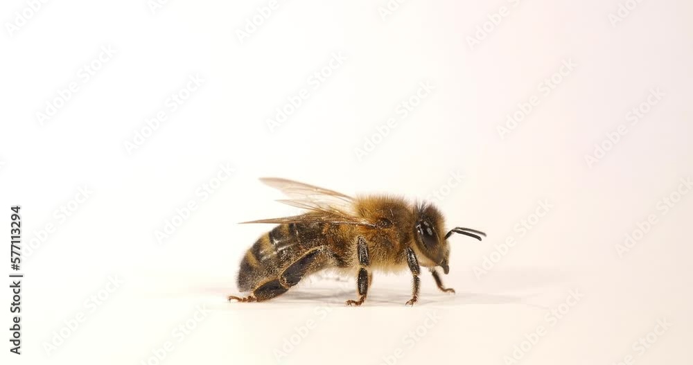 European Honey Bee, apis mellifera, Black Bee against White Background, Normandy in France, Real Time 4K European Honey Bee, apis mellifera, Black Bee against White Background, Normandy in France, Real Time 4K