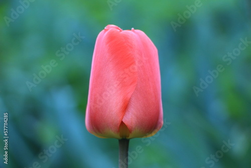 Red tulip flowers closeup on a green blurred background out of focus. Background. Layer. Selective focus. Copy space