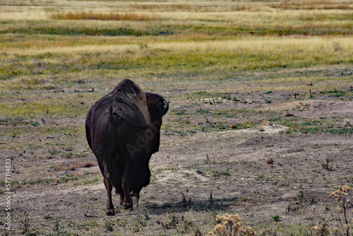 Fototapeta Naklejka Na Ścianę i Meble -  american buffalo in the field south dakota