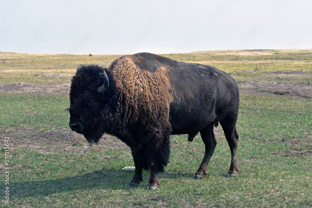 american buffalo in the field south dakota american buffalo in the field south dakota