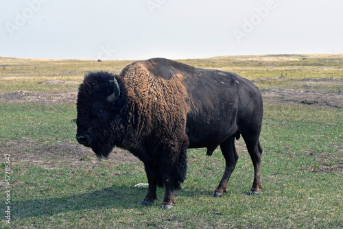 american buffalo in the field south dakota