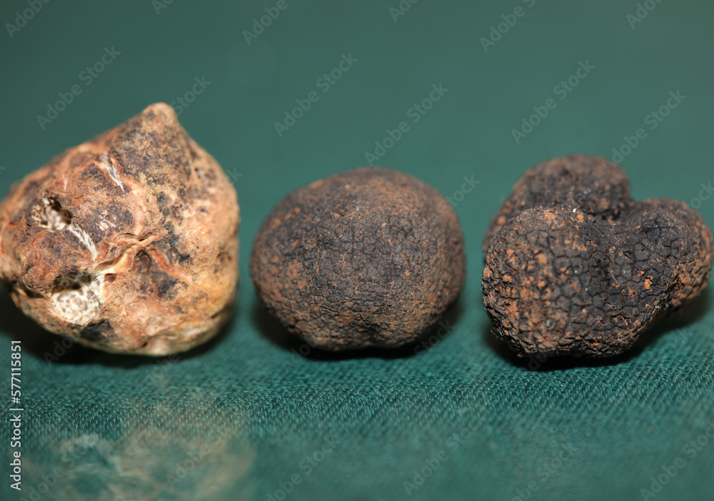 White and black truffles mushroom close up background botanical prints tuber magnatum aestivum family tuberaceae big size high quality picture White and black truffles mushroom close up background botanical prints tuber magnatum aestivum family tuberaceae big size high quality picture