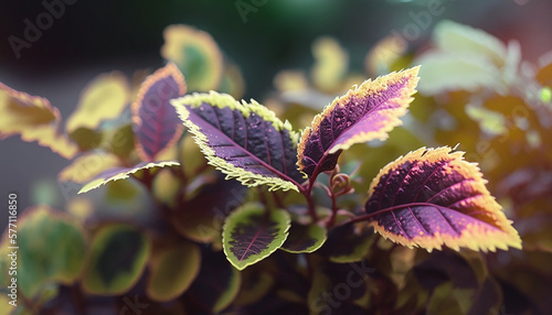 Wallpaper Mural Red and green leaves of the coleus plant, Plectranthus scutellarioides. on a green background on a summer day macro photography.  Torontodigital.ca