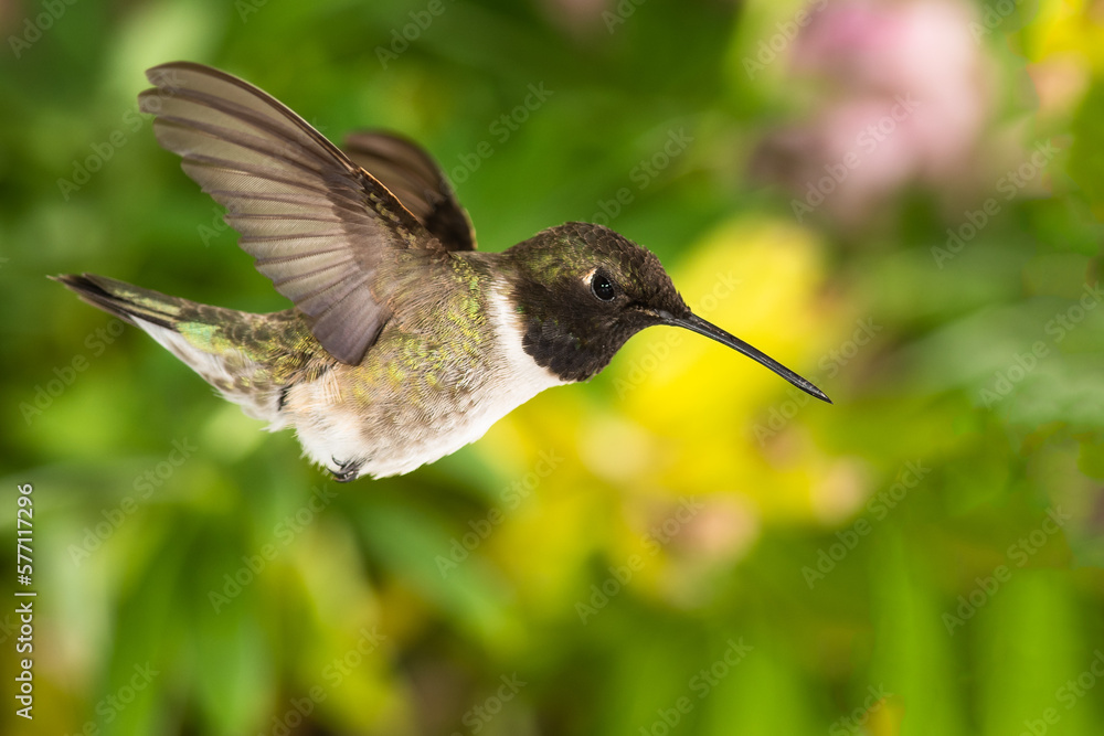 Fototapeta premium Black-Chinned Hummingbird Searching for Nectar in the Green Garden