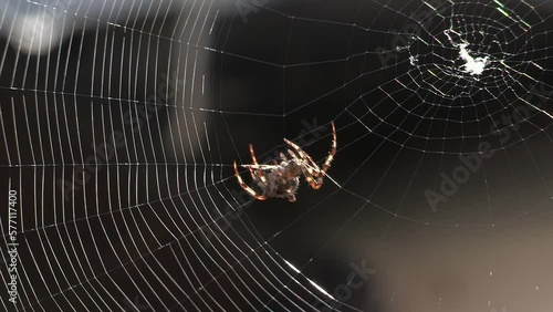 Spider Weaving a Web in Close Up showing secretion as it is spinning.