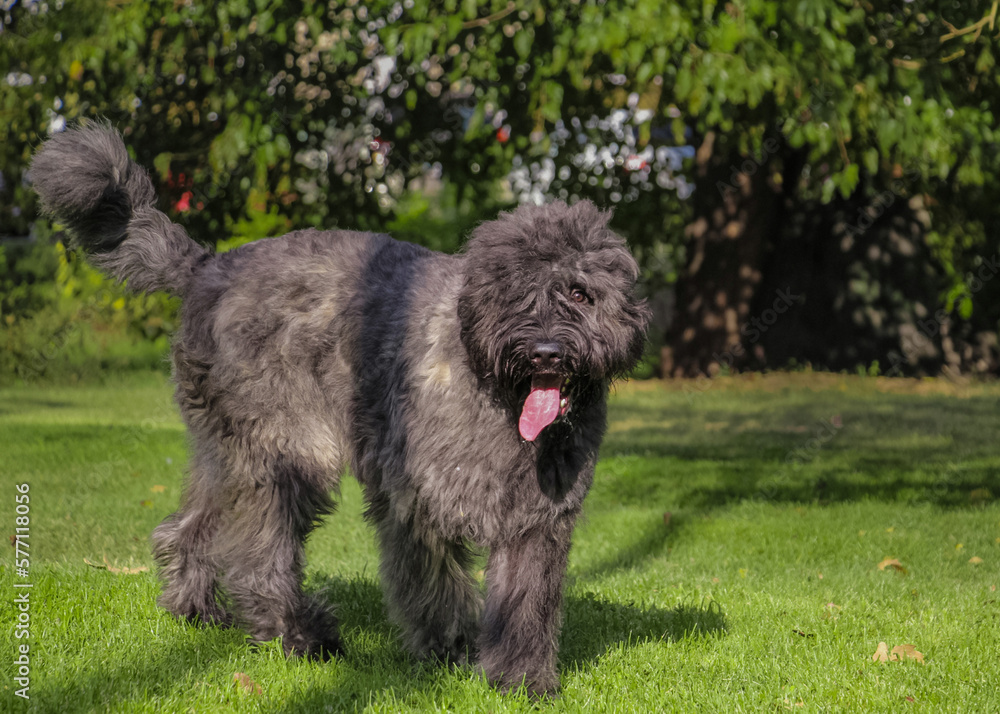 Bouvier des Flandres on a nature background. . High quality photo