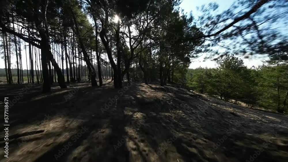 FPV Tree gaps in forest FPV Tree gaps in forest