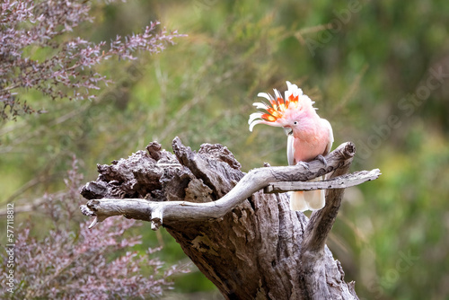 Major Mitchell cockatoo, otherwise known as the Leadbeater or pink cockatoo, perched on a dead tree. This species is threatened in the wild. Victoria, Australia photo
