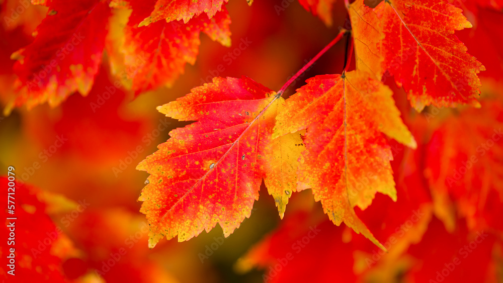 Bright orange leaves in fall Bright orange leaves in fall