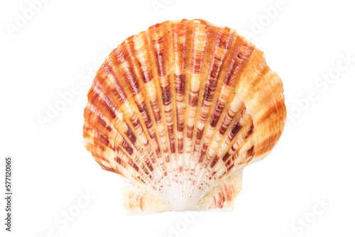 isolated shell of ocean mussel and snail