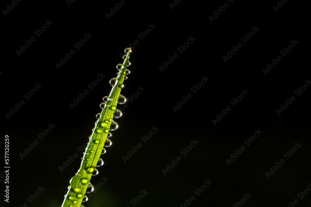 Naklejka premium Dew drops cling to a single blade of grass