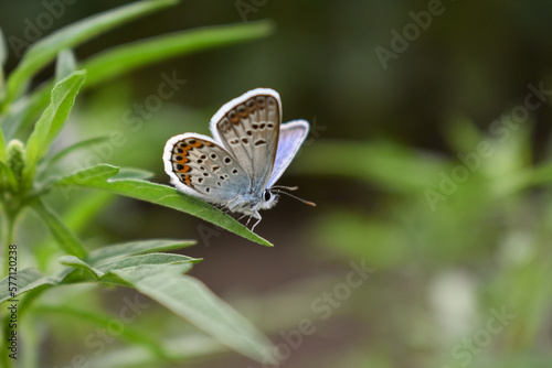 Wallpaper Mural A blue butterfly sits on a leaf in the grass. Torontodigital.ca