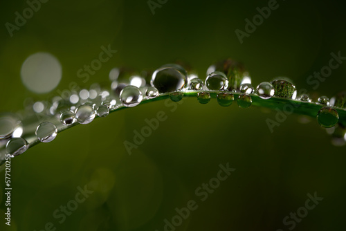 Dew droplets resting on a blade of grass