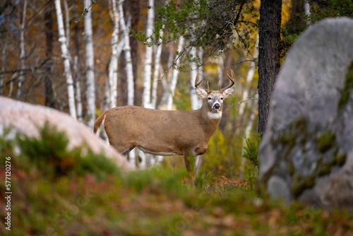 Beautiful white tailed buck  photo