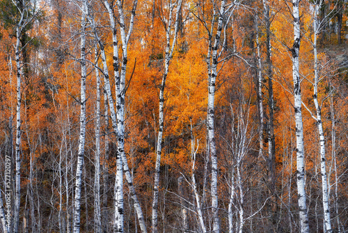 Fall birch tree leaves