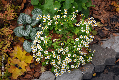 Autumn plants on the ground