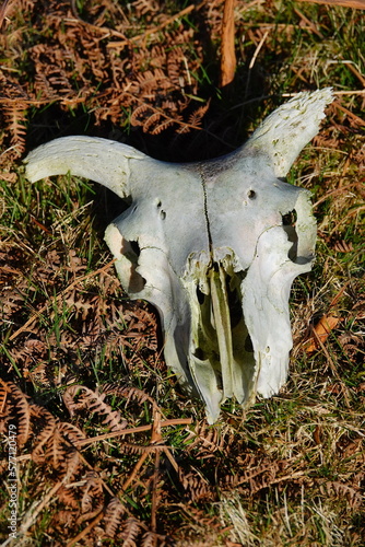 Skull of dead ram on Dartmoor Devon England. Skull picked clean by predators. 