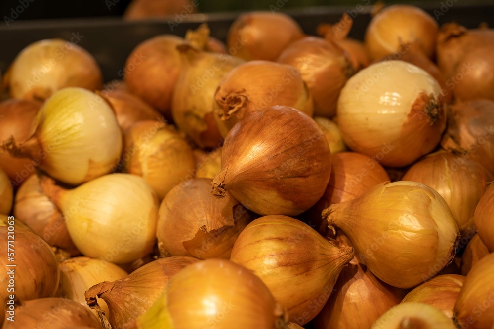 Golden onion pile. Golden onion pile.