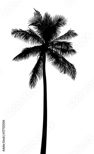 Palm tree isolated. Tropical palm tree silhouette with leaves. Drawn summer tree.